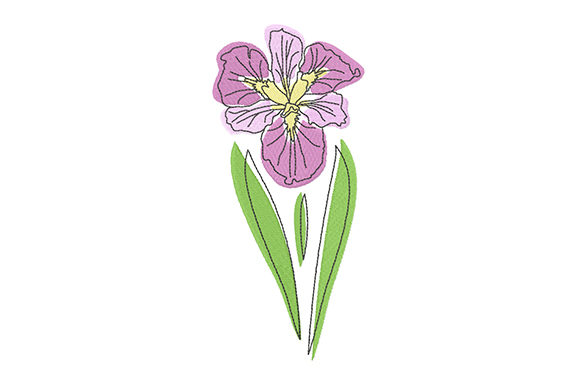Elegant Pink Iris