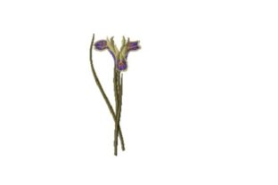 Iris Tuberosa Embroidery Design: Real Project Review