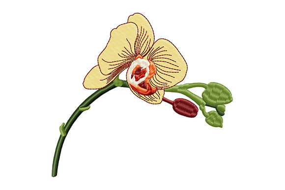 Yellow Orchid Bud Flower